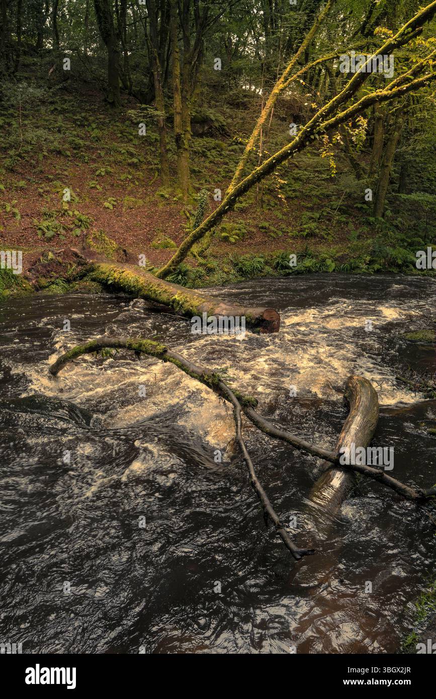 Cascate di Golitha. Il fiume Fowey scorre attraverso l'antico bosco di Draynes Wood sulla Bodmin Moor in Cornovaglia nel Regno Unito. Foto Stock