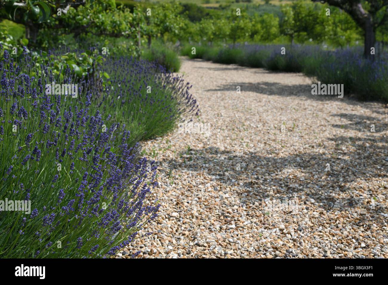 Passeggiata alla lavanda Foto Stock