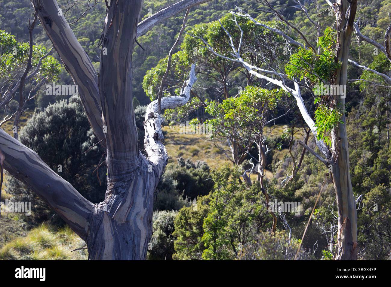 Cradle Mountain National Park, Tasmania, Australia. Foto Stock