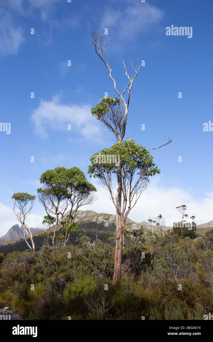 Cradle Mountain National Park, Tasmania, Australia. Foto Stock