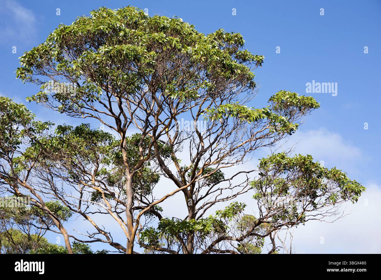 Cradle Mountain National Park, Tasmania, Australia. Foto Stock