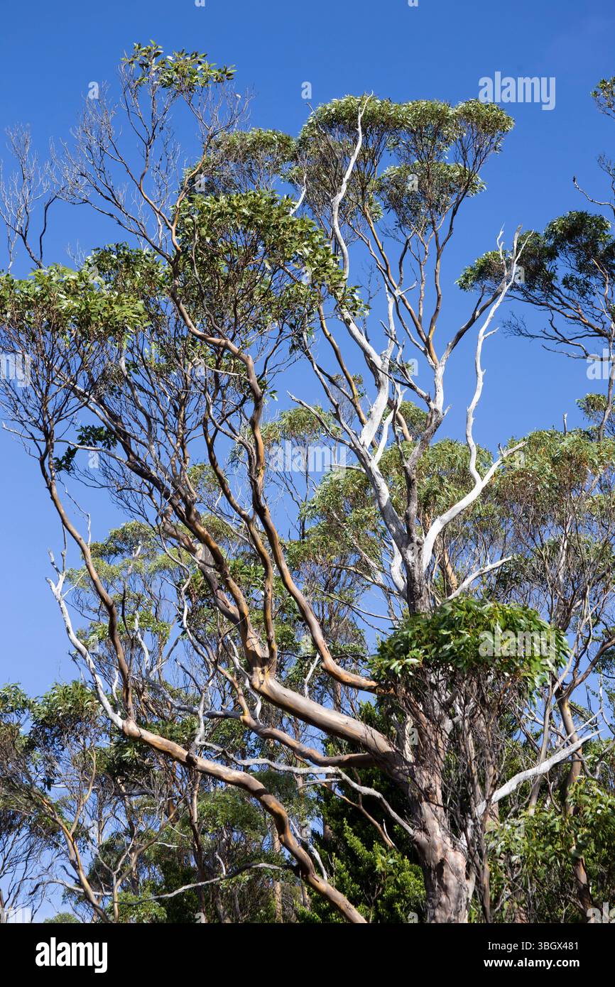 Cradle Mountain National Park, Tasmania, Australia. Foto Stock