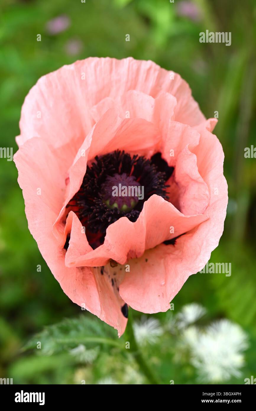 Fioritura estiva di Papaver orientale rosa di salmone, papavero orientale "Coral Reef", cottage Garden britannico maggio Foto Stock