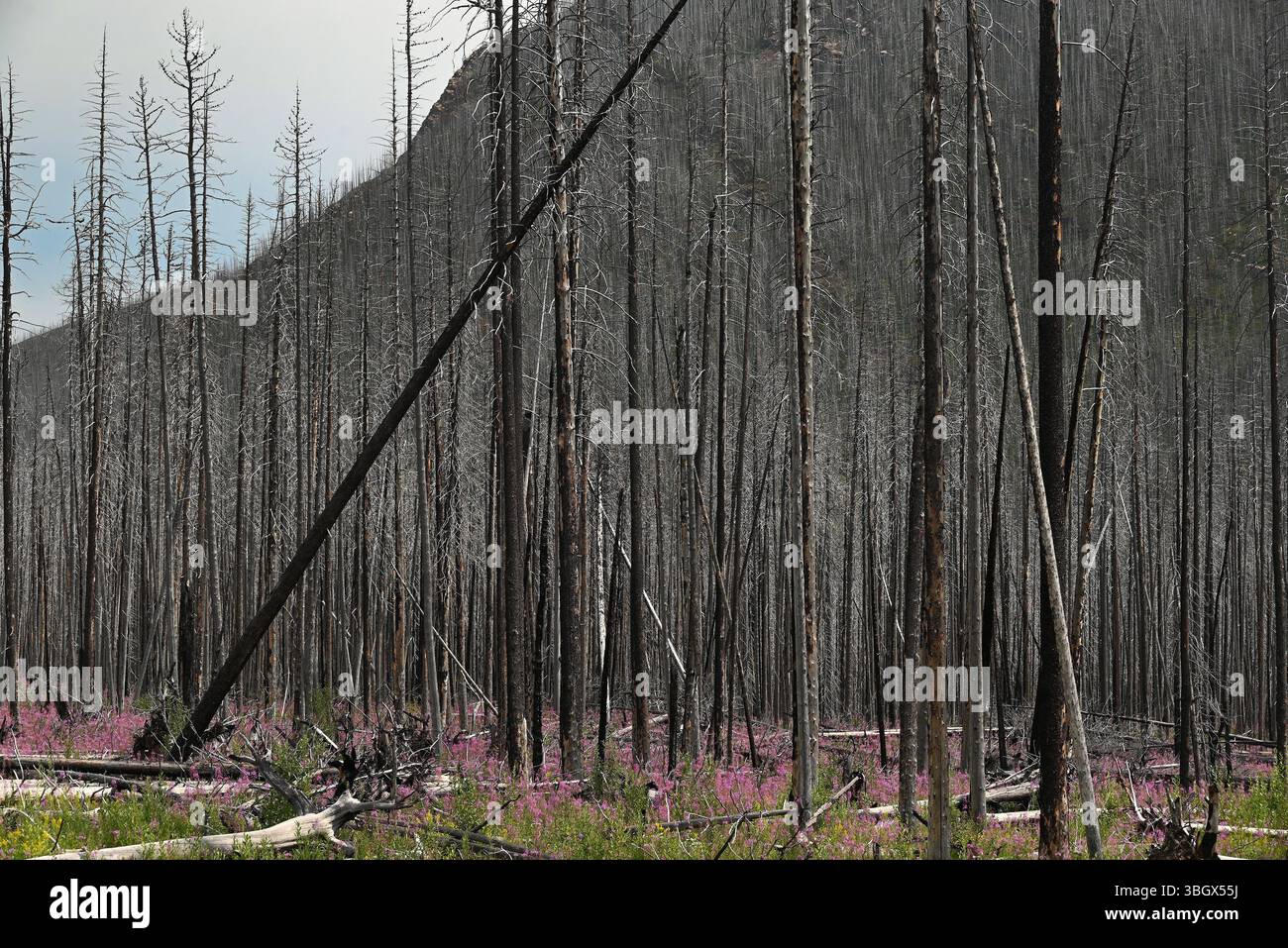 La foresta rimanente nel Waterton Lakes National Park dopo gli incendi selvaggi bruciati anni fa. Foto Stock