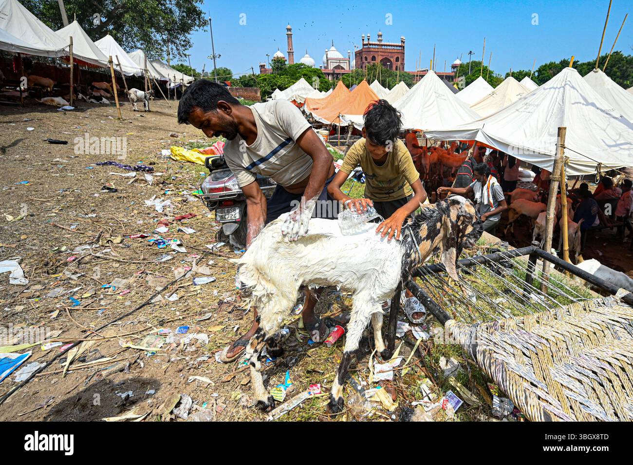 NUOVA DELHI, INDIA - 5 GIUGNO 2025: Capre in vendita prima del festival di Eid al-Adha (Bakri-Eid) in un mercato temporaneo vicino a Jama Masjid, in occasione del prossimo Bakri Eid (Eid al-Adha), un importante festival per i musulmani, a nuova Delhi, India. Questo evento fa parte della tradizione religiosa in cui i musulmani sacrificano un animale, tradizionalmente una capra, una pecora o una mucca, per commemorare la storia della volontà del profeta Ibrahim di sacrificare suo figlio. (Foto di Salman Ali/Hindustan Times/Sipa USA ) Foto Stock