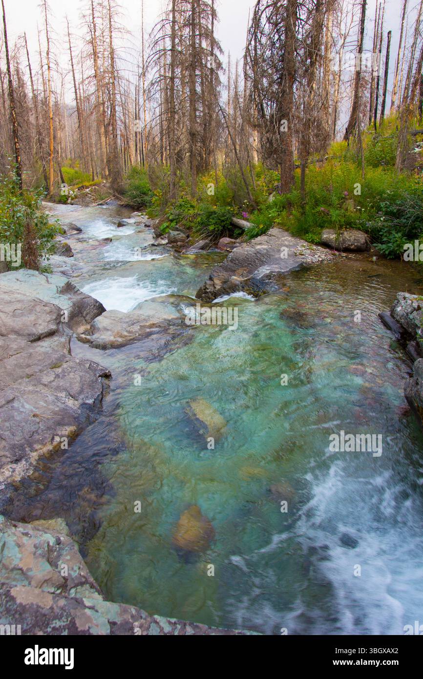 Un vivace torrente si snoda attraverso una foresta in recupero con macchie di verde tra i resti carbonizzati di alberi. Le cascate d'acqua sulle rocce, create Foto Stock