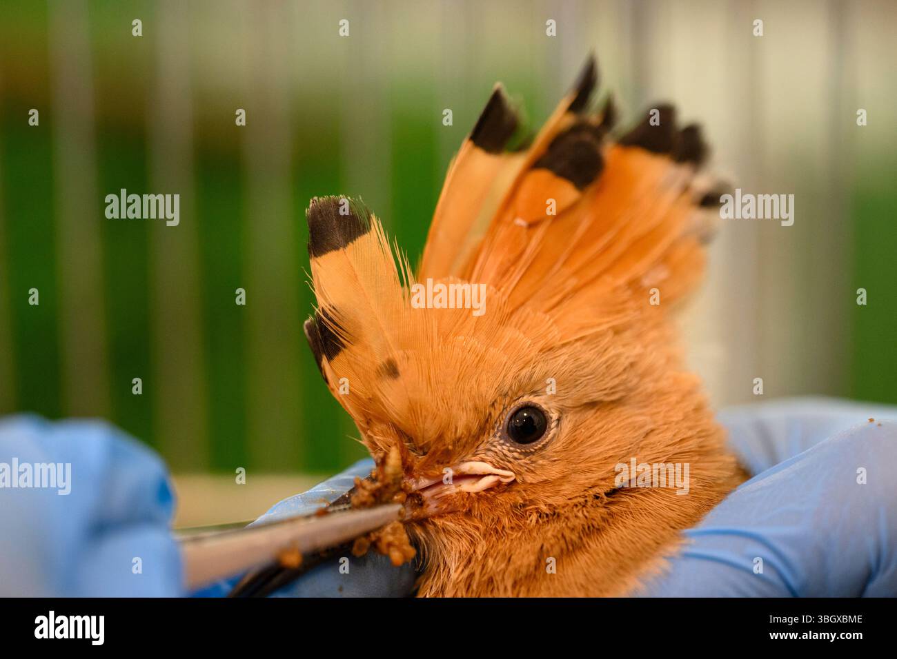 Il personale ospedaliero si prende cura e dà da mangiare a una covata di felpe eurasiatiche orfane (Upupa epops هدهد ) presso l'Israeli Wildlife Hospital, Ramat Gan, Foto Stock