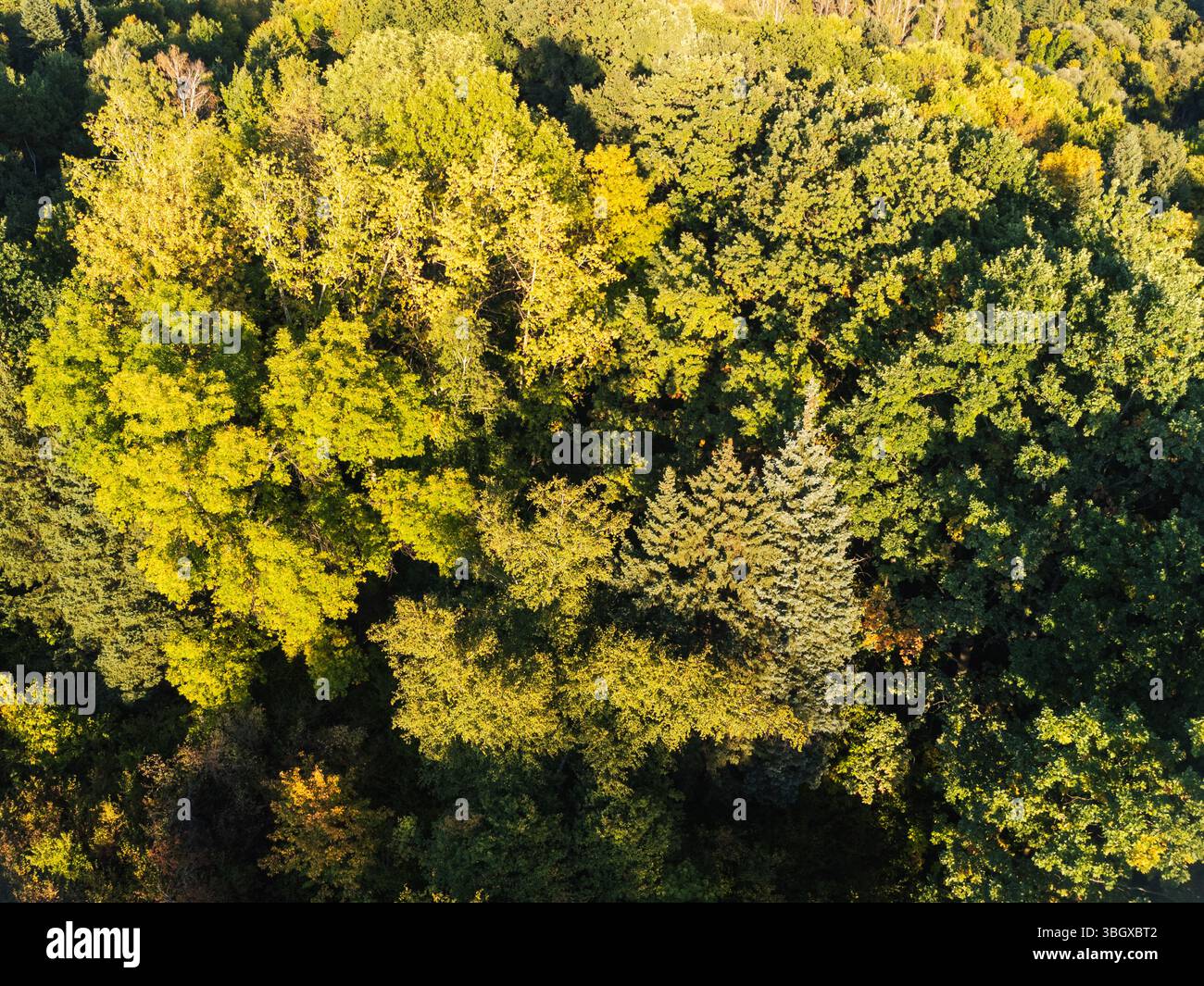 Vista aerea dei droni delle cime verdi della foresta alla luce del sole, con motivi naturali Foto Stock