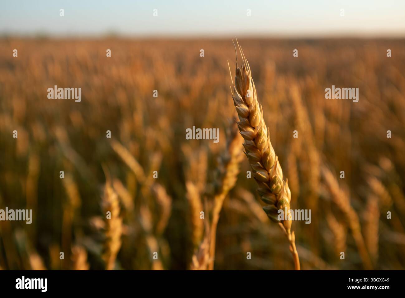 Primo piano sulle orecchie di grano alla luce del sole sullo scenario del campo agricolo del grano Foto Stock