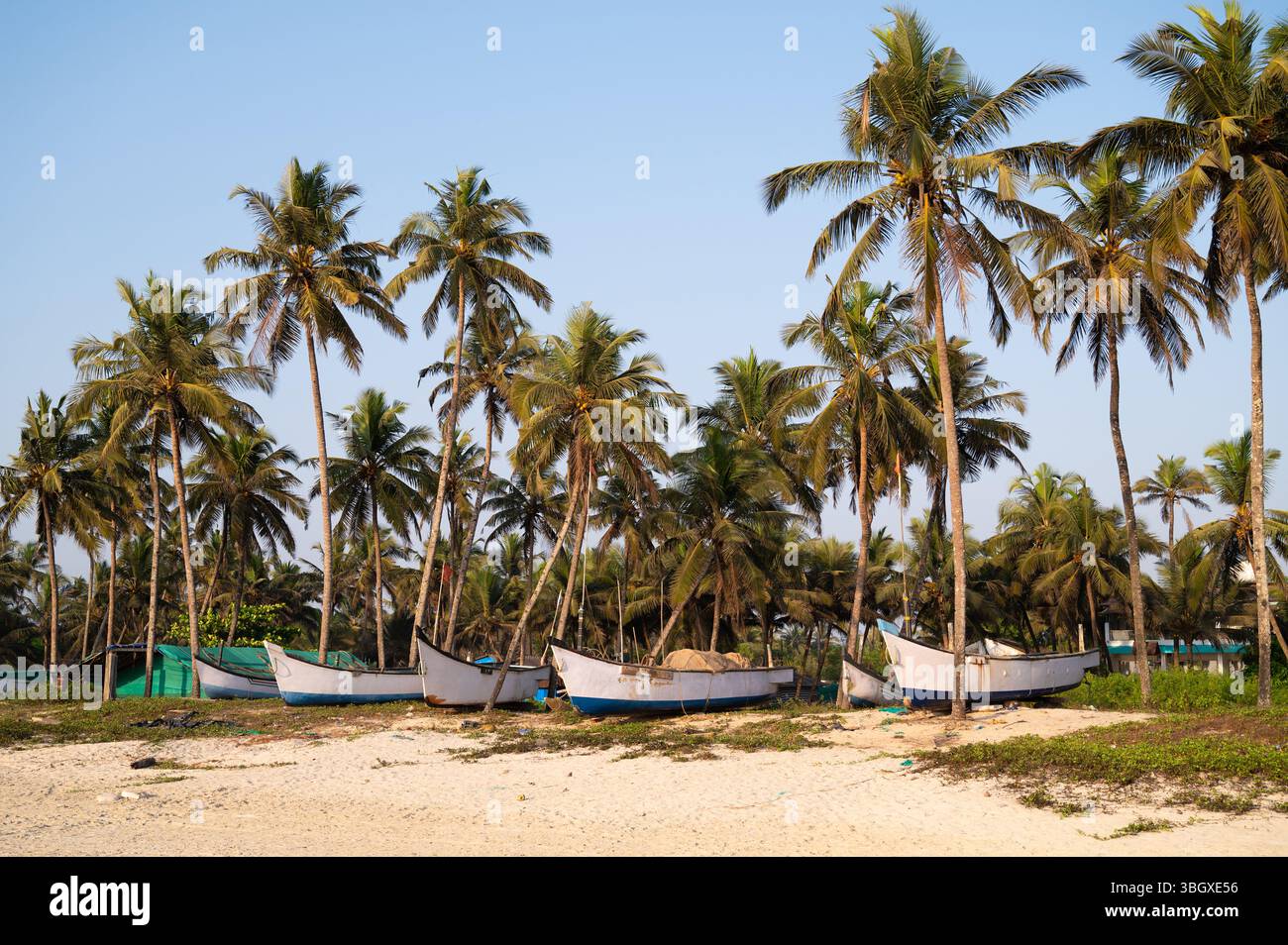 Barche a Colva Beach Goa, India meridionale, palme sull'isola tropicale, costa occidentale, Mar Arabico in Asia, destinazione di viaggio Foto Stock