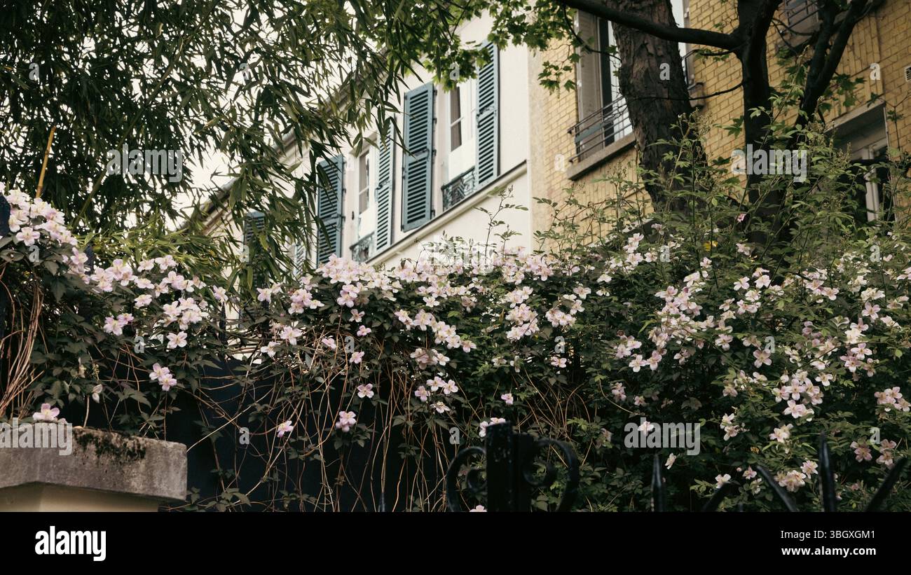 Abbondanti fiori rosa che si arrampicano su una recinzione scura di fronte ad un classico edificio parigino con persiane tradizionali, creando un'affascinante città Foto Stock