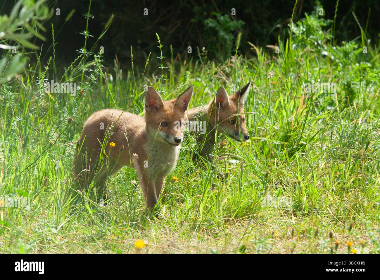 Meteo nel Regno Unito, 6 giugno 2025: In un incantesimo di sole tra docce a pioggia i cuccioli di volpe esplorano un giardino a Clapham, nel sud di Londra. Nel fine settimana è prevista una maggiore pioggia. Crediti: Anna Watson/Alamy Live News Foto Stock