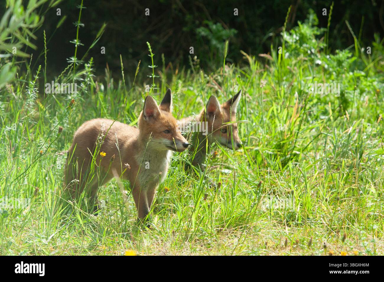 Meteo nel Regno Unito, 6 giugno 2025: In un incantesimo di sole tra docce a pioggia i cuccioli di volpe esplorano un giardino a Clapham, nel sud di Londra. Nel fine settimana è prevista una maggiore pioggia. Crediti: Anna Watson/Alamy Live News Foto Stock