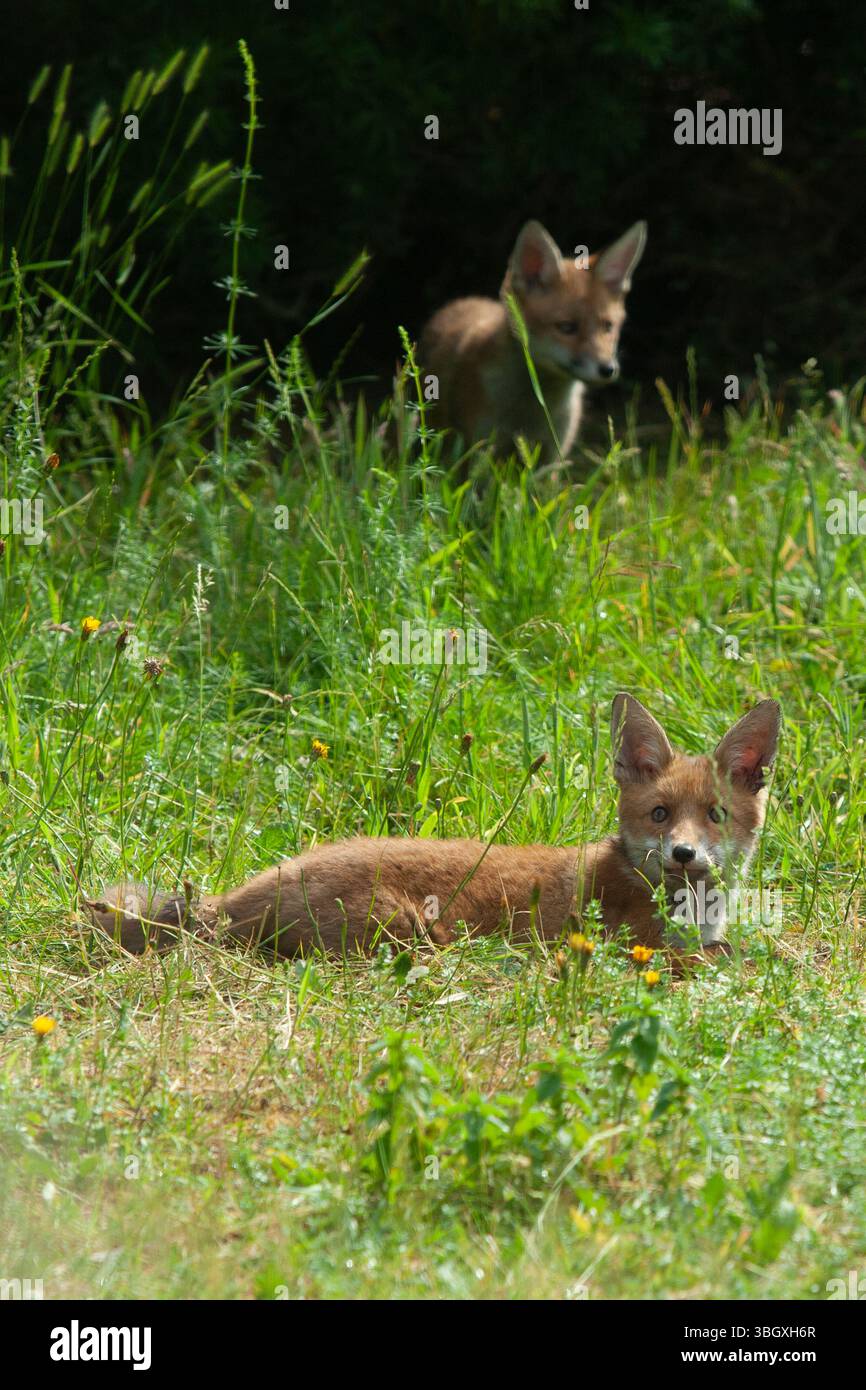 Meteo nel Regno Unito, 6 giugno 2025: In un incantesimo di sole tra docce a pioggia i cuccioli di volpe esplorano un giardino a Clapham, nel sud di Londra. Un cucciolo sta masticando un gambo d'erba, cosa che spesso accade. Nel fine settimana è prevista una maggiore pioggia. Anna Watson/Alamy Live News Foto Stock