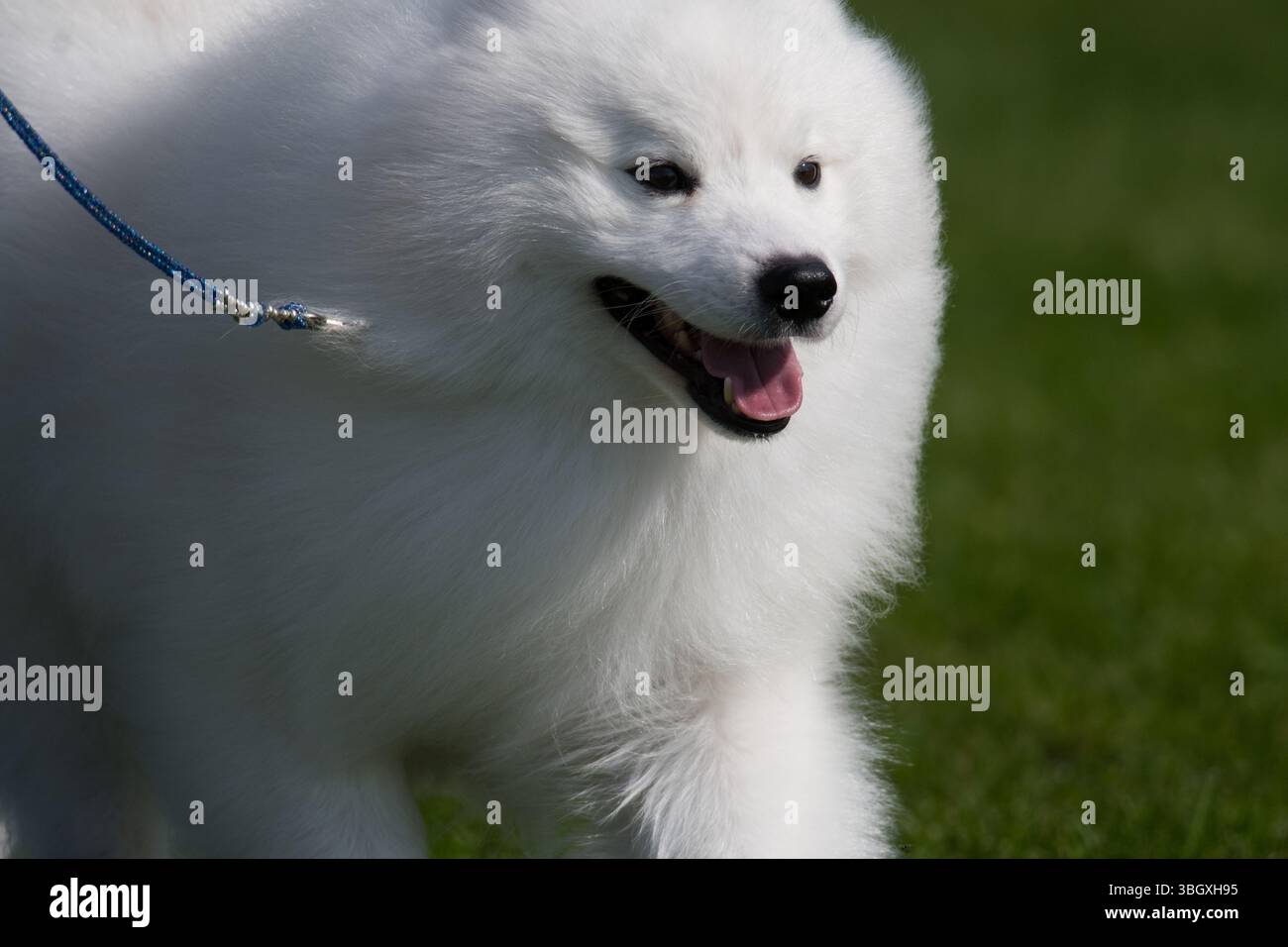 American Eskimo Dog Close Up al sole Foto Stock