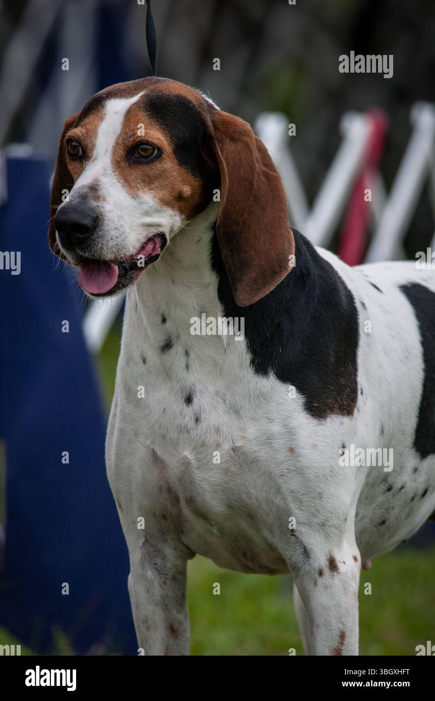 Coonhound inglese americano in piedi sul ring delle mostre canine Foto Stock