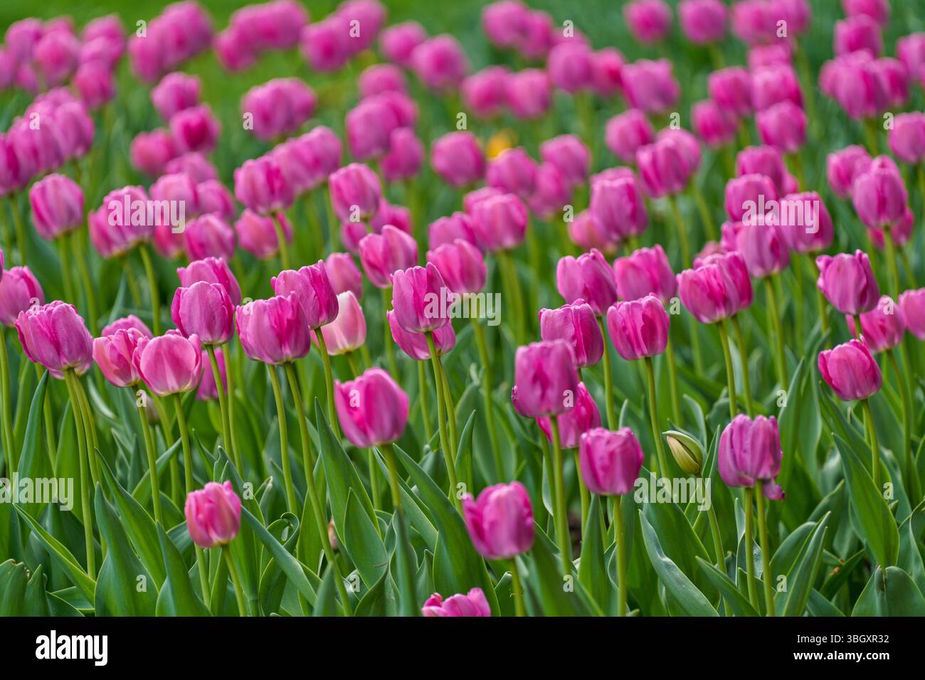 Lussureggianti tulipani primaverili colorati in fioritura fluu Foto Stock