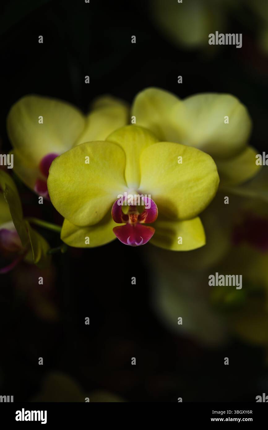 La fioritura delle orchidee mostra vividi petali gialli e un suggestivo centro rosa in un lussureggiante giardino con luce soffusa Foto Stock