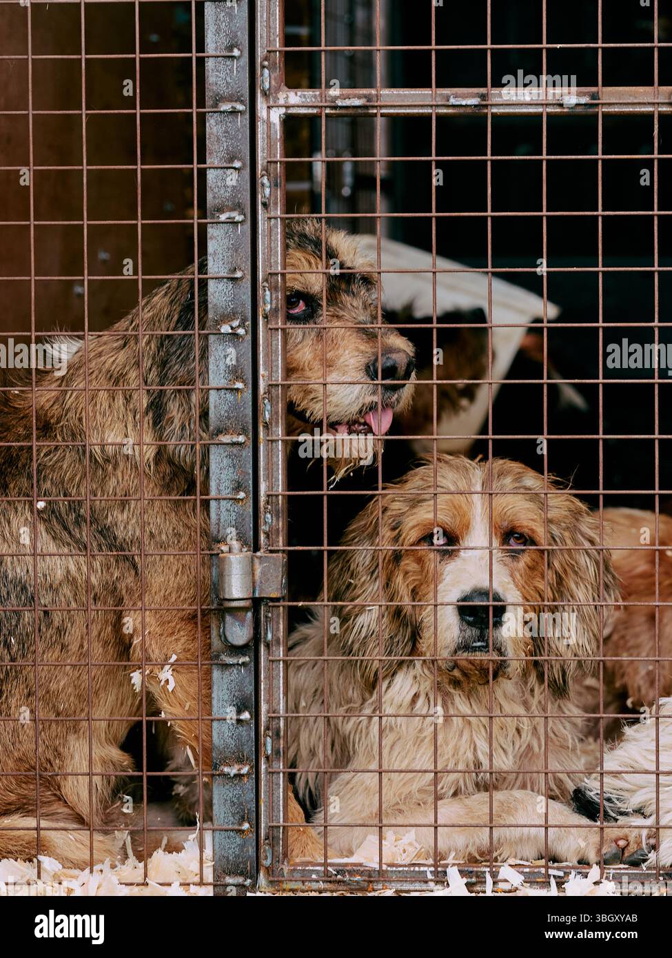 Cani da caccia in gabbia per canne a penna per roulotte in una fiera del Somerset Inghilterra Regno Unito Foto Stock