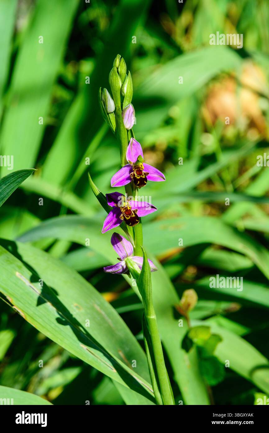 Orchidea di api in fiore (Ophrys apifera) in giardino - Francia centrale. Foto Stock