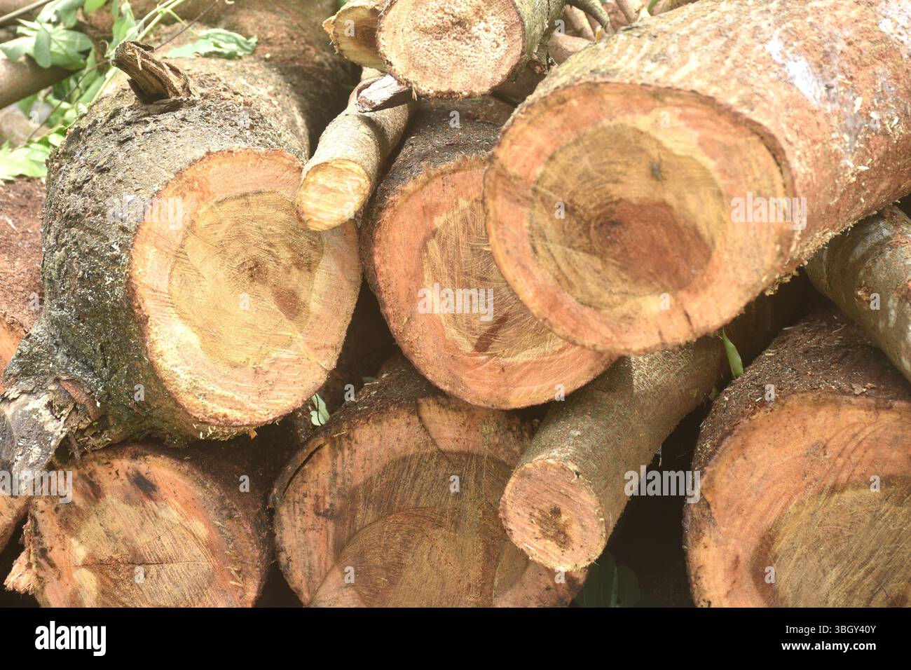 taglio di legno e legno disposizione a terra nell'industria del legno Foto Stock