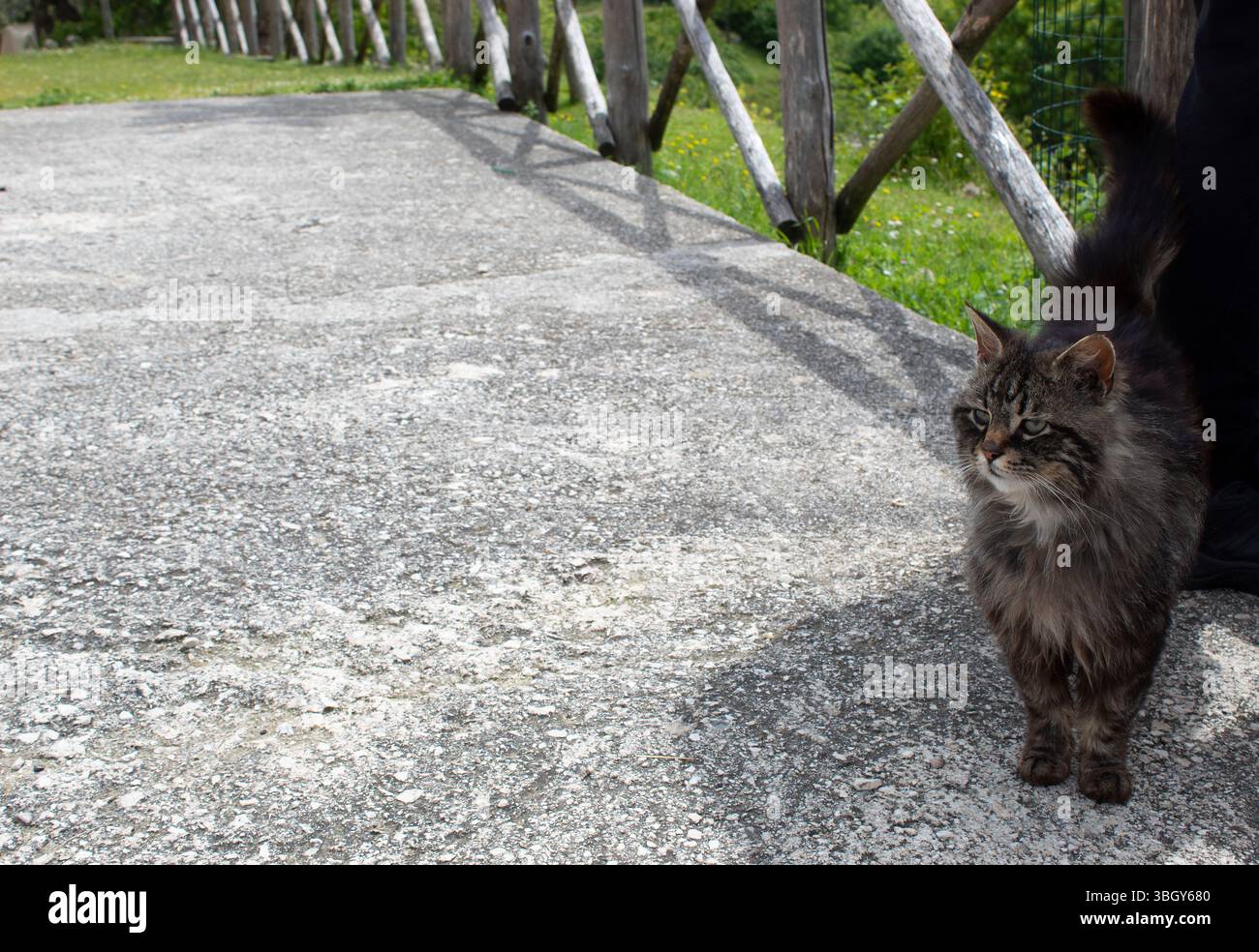 Gatto dai capelli lunghi in piedi o in piedi su una veranda con sfondo erboso. Scena all'aperto con luce naturale, che mostra un gatto domestico con una morbida pelliccia Foto Stock