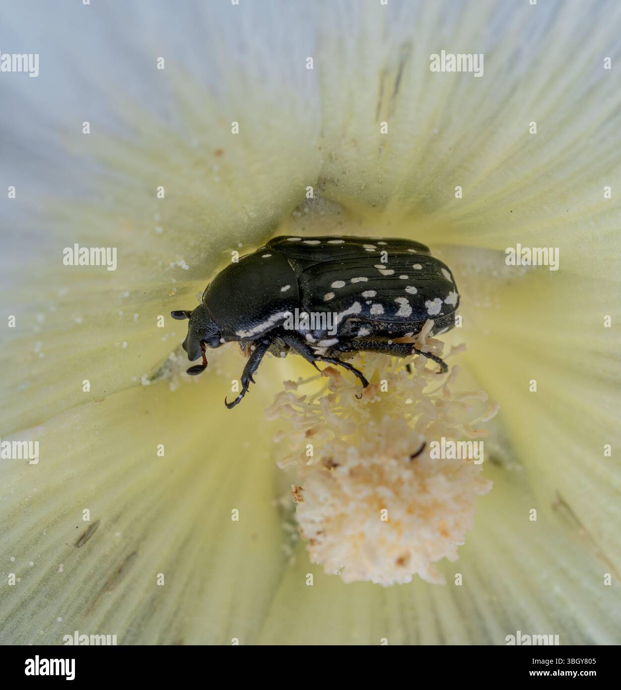 La foto mostra uno scarabeo nero con macchie bianche (Oxythyrea funesta) sedute sugli stami di un fiore, ricoperto di polline. Il fiore è a forma di imbuto Foto Stock