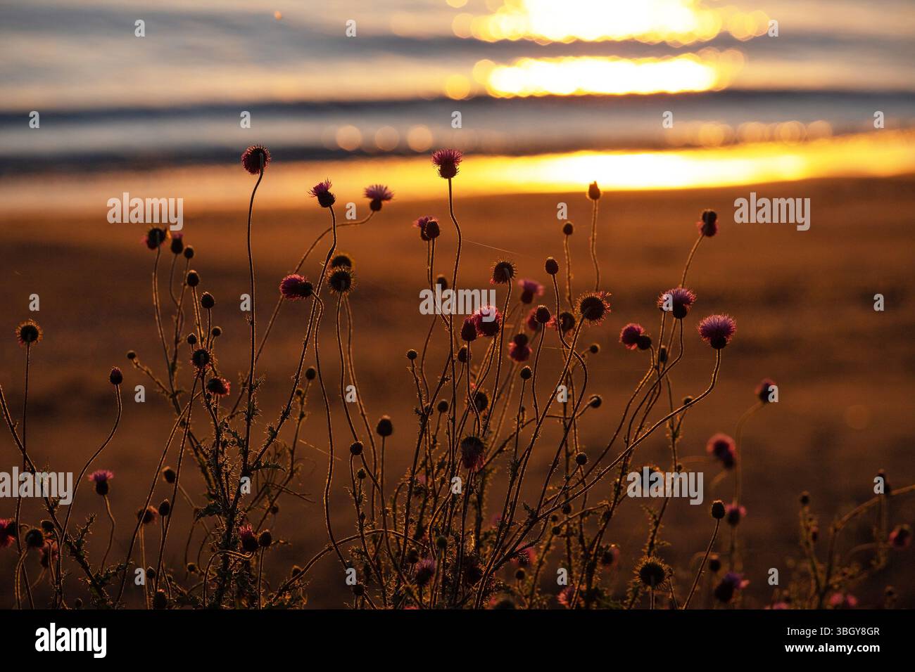 Spiaggia di spine viola all'alba. Foto Stock
