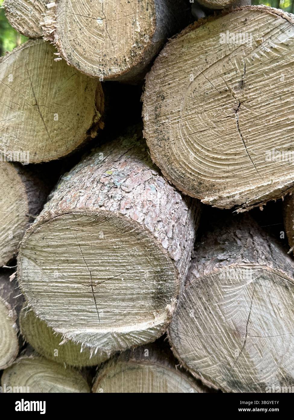 Tronchi impilati ordinatamente disposti in una pila ordinata che mostra le ricche texture del legno tagliato e della corteccia. L'immagine cattura un aspetto rustico e preparato - Immagine stock catturata con smartphone