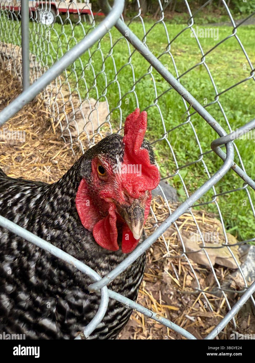 la testa di pollo sbircia attraverso una recinzione a catena, con dettagli nitidi sulle piume, sul becco e sull'occhio curioso. Foto Stock