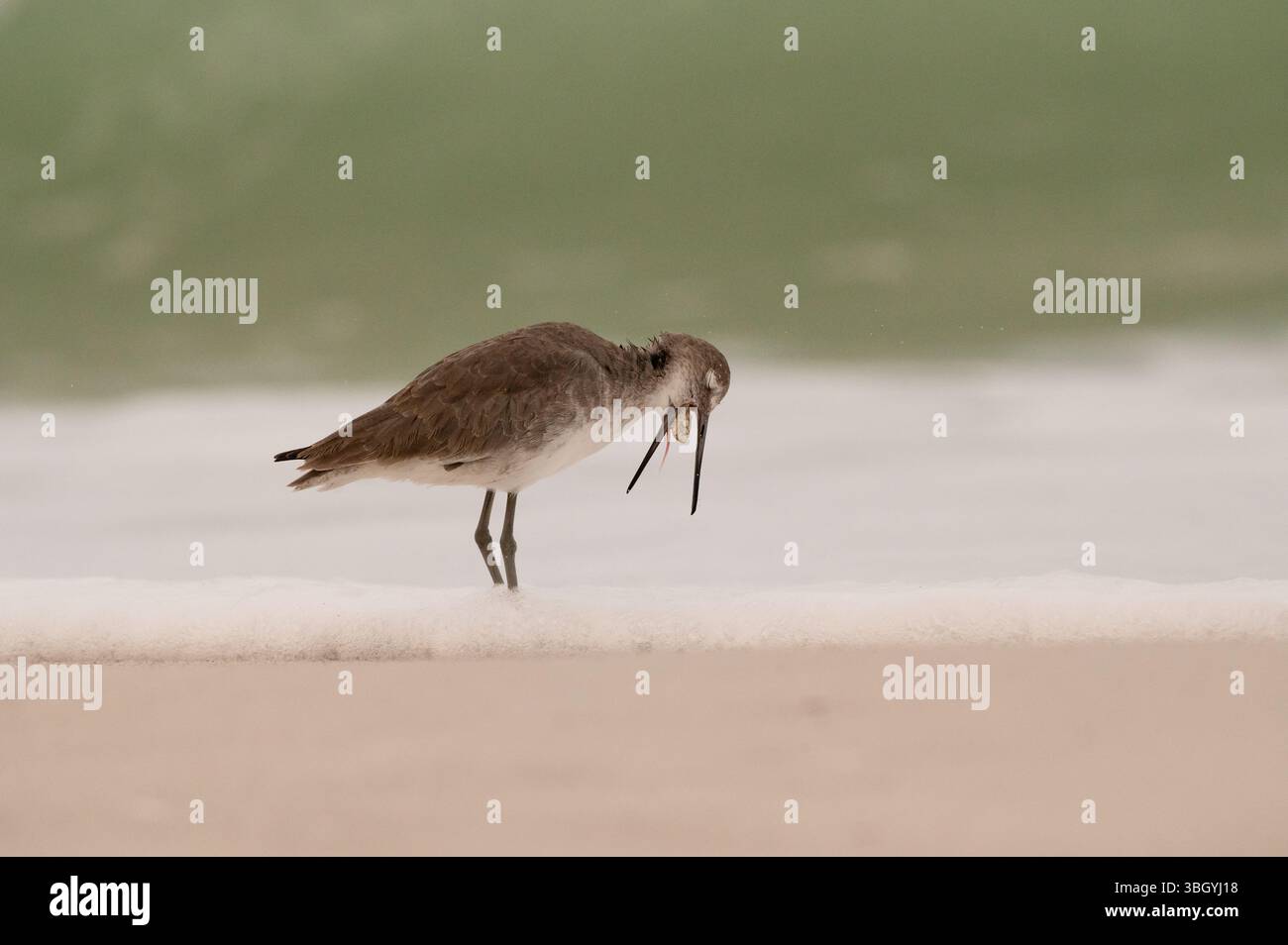 L'uccello Willet rigurgita sabbia, ciottoli e conchiglie sulla spiaggia Foto Stock