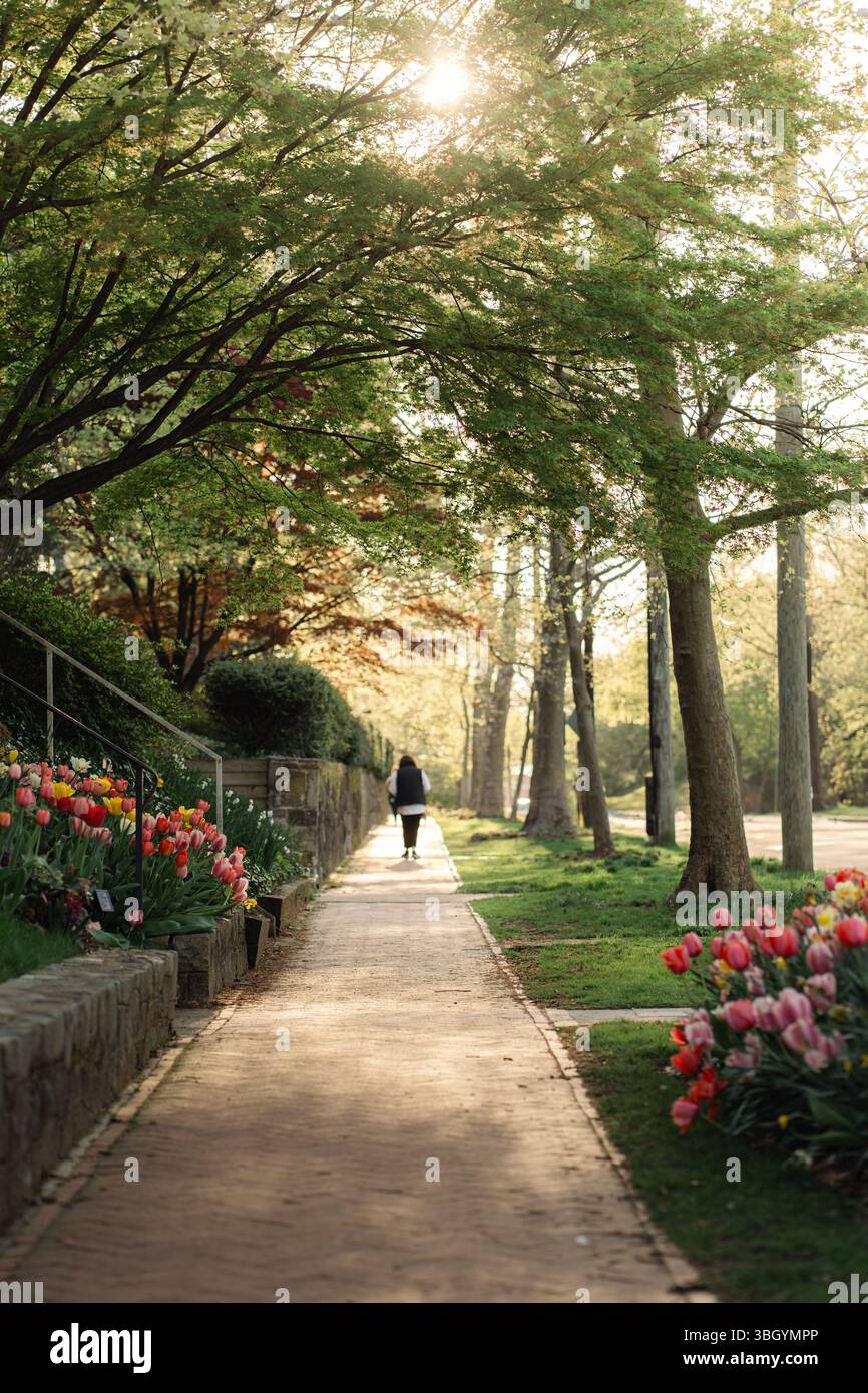 Persona che cammina lungo un marciapiede di tulipani sotto gli alberi primaverili al tramonto Foto Stock