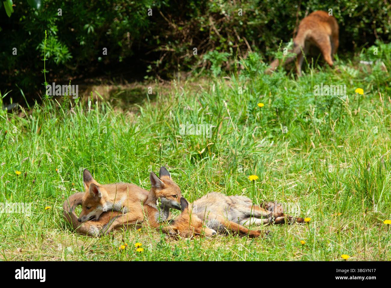 Meteo nel Regno Unito, 6 giugno 2025: Godersi una giornata di sole tra bande di pioggia, una famiglia di cuccioli di volpe si prende gioco di un prato sgombro a Clapham, nel sud di Londra, mentre la madre cerca di riposarsi un po'. Crediti: Anna Watson/Alamy Live News Foto Stock