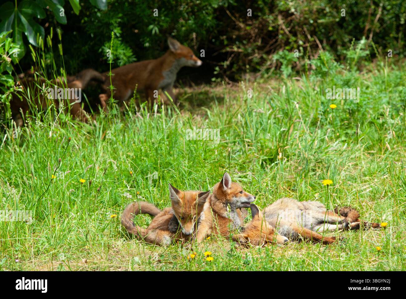 Meteo nel Regno Unito, 6 giugno 2025: Godersi una giornata di sole tra bande di pioggia, una famiglia di cuccioli di volpe si prende gioco di un prato sgombro a Clapham, nel sud di Londra, mentre la madre cerca di riposarsi un po'. Crediti: Anna Watson/Alamy Live News Foto Stock