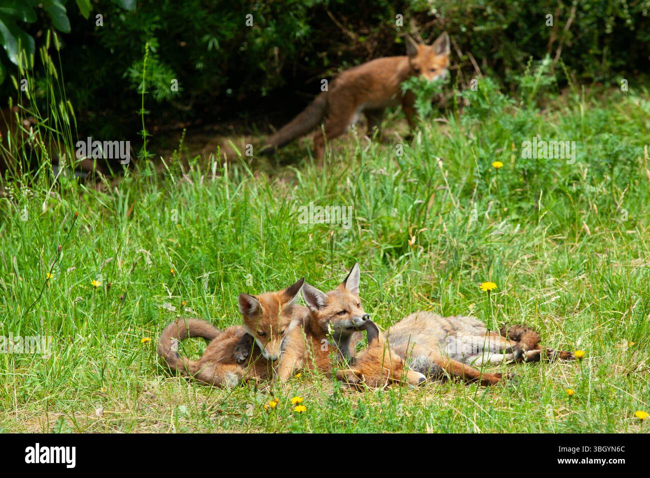 Meteo nel Regno Unito, 6 giugno 2025: Godersi una giornata di sole tra bande di pioggia, una famiglia di cuccioli di volpe si prende gioco di un prato sgombro a Clapham, nel sud di Londra, mentre la madre cerca di riposarsi un po'. Crediti: Anna Watson/Alamy Live News Foto Stock