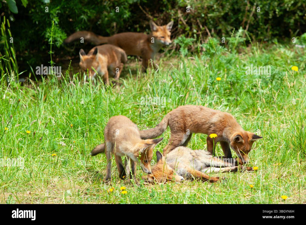 Meteo nel Regno Unito, 6 giugno 2025: Godersi una giornata di sole tra bande di pioggia, una famiglia di cuccioli di volpe si prende gioco di un prato sgombro a Clapham, nel sud di Londra, mentre la madre cerca di riposarsi un po'. Crediti: Anna Watson/Alamy Live News Foto Stock