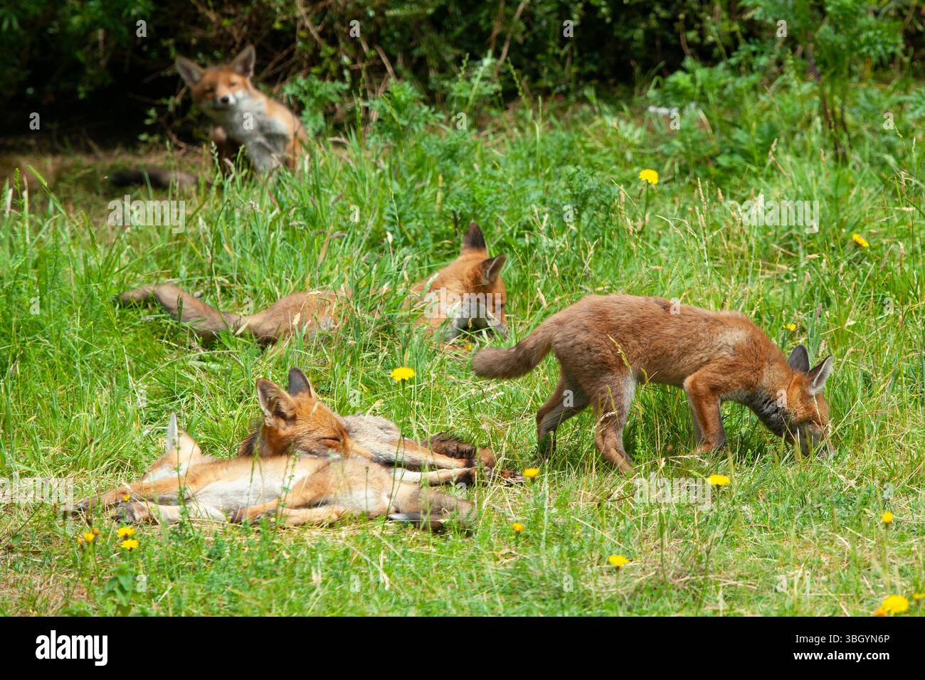 Meteo nel Regno Unito, 6 giugno 2025: Godersi una giornata di sole tra bande di pioggia, una famiglia di cuccioli di volpe si prende gioco di un prato sgombro a Clapham, nel sud di Londra, mentre la madre cerca di riposarsi un po'. Crediti: Anna Watson/Alamy Live News Foto Stock