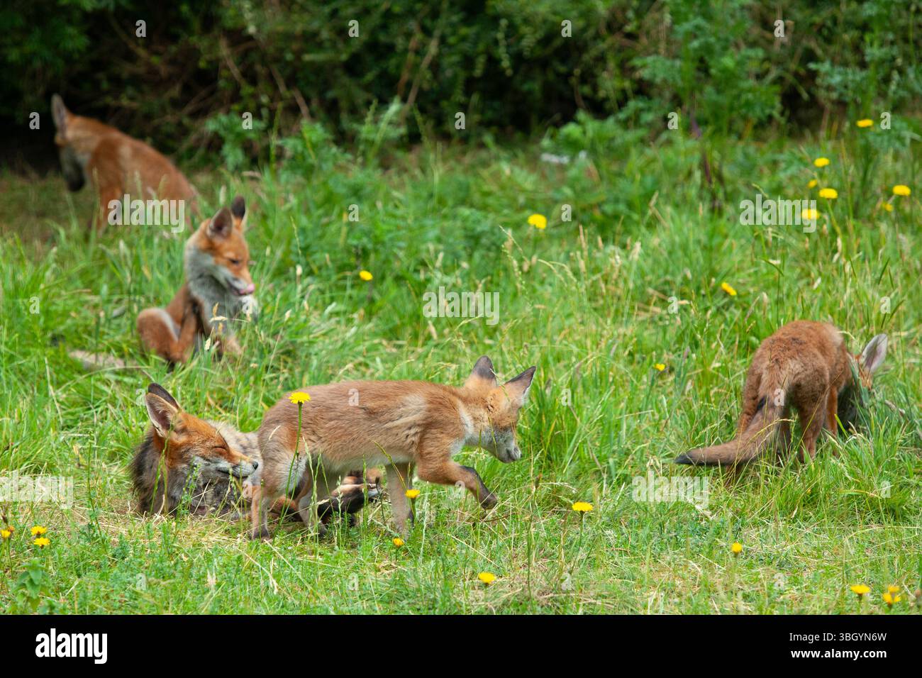 Meteo nel Regno Unito, 6 giugno 2025: Godersi una giornata di sole tra bande di pioggia, una famiglia di cuccioli di volpe si prende gioco di un prato sgombro a Clapham, nel sud di Londra, mentre la madre cerca di riposarsi un po'. Crediti: Anna Watson/Alamy Live News Foto Stock