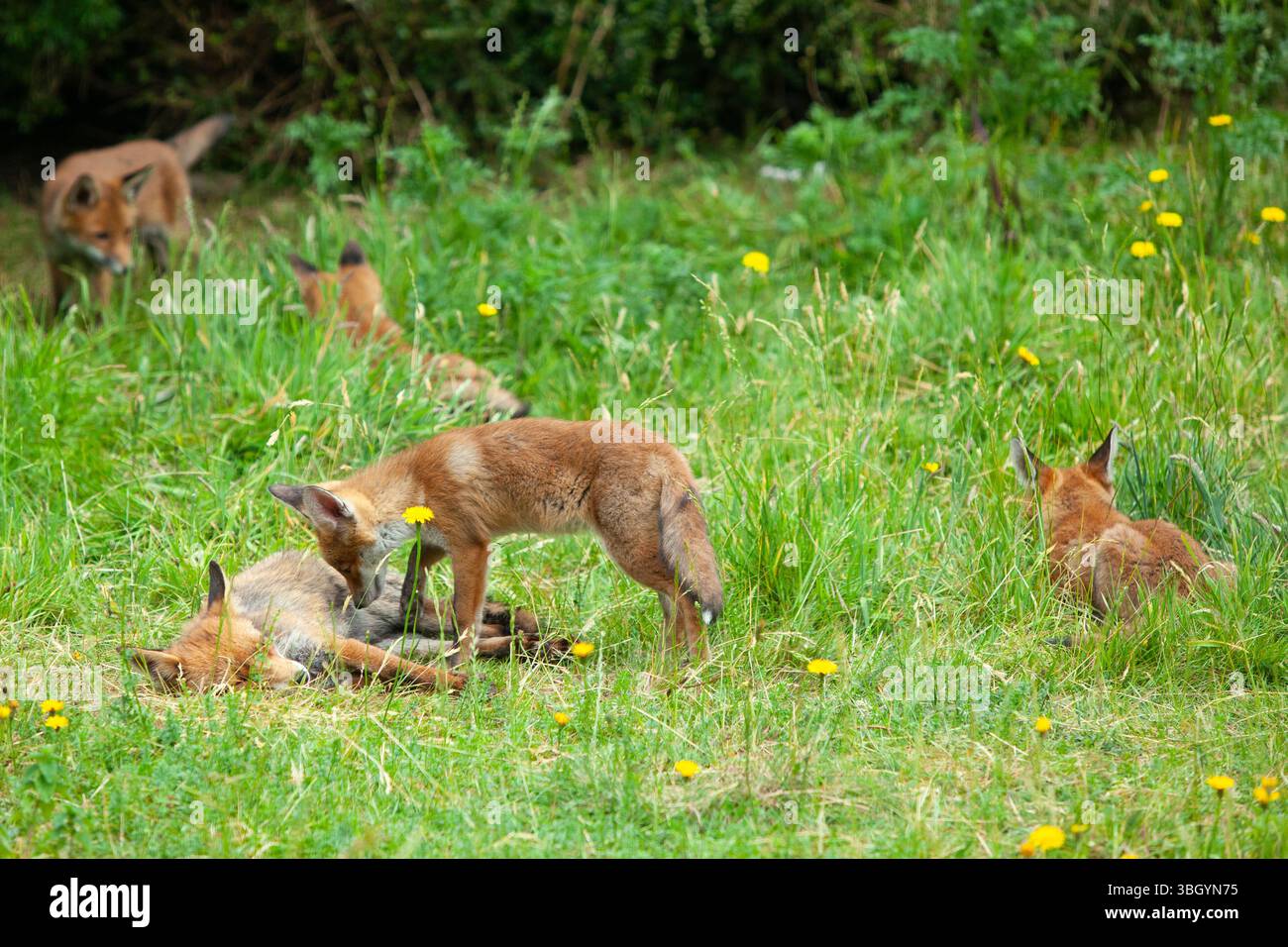 Meteo nel Regno Unito, 6 giugno 2025: Godersi una giornata di sole tra bande di pioggia, una famiglia di cuccioli di volpe si prende gioco di un prato sgombro a Clapham, nel sud di Londra, mentre la madre cerca di riposarsi un po'. Crediti: Anna Watson/Alamy Live News Foto Stock