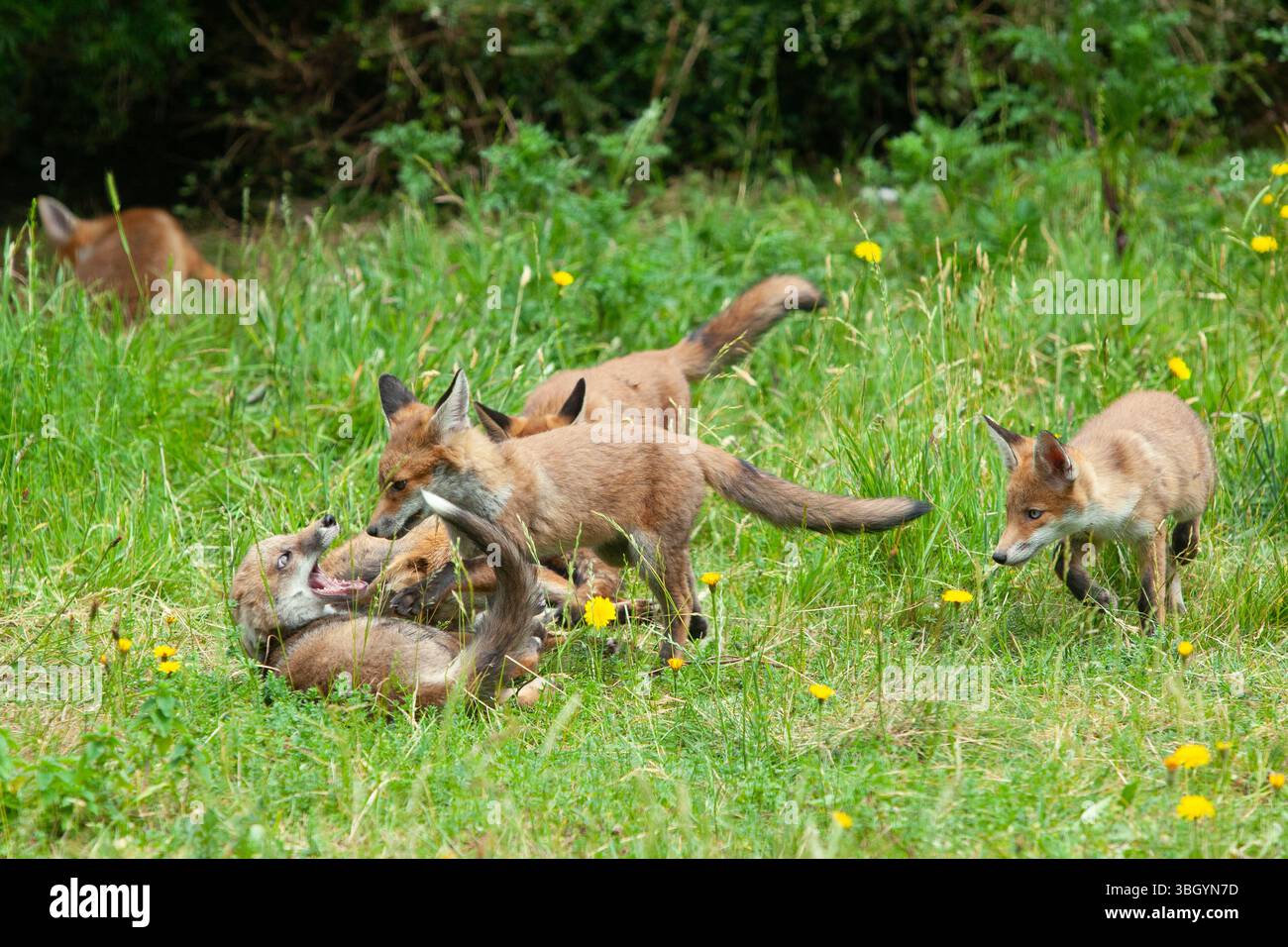 Meteo nel Regno Unito, 6 giugno 2025: Godersi una giornata di sole tra bande di pioggia, una famiglia di cuccioli di volpe si prende gioco di un prato sgombro a Clapham, nel sud di Londra, mentre la madre cerca di riposarsi un po'. Crediti: Anna Watson/Alamy Live News Foto Stock