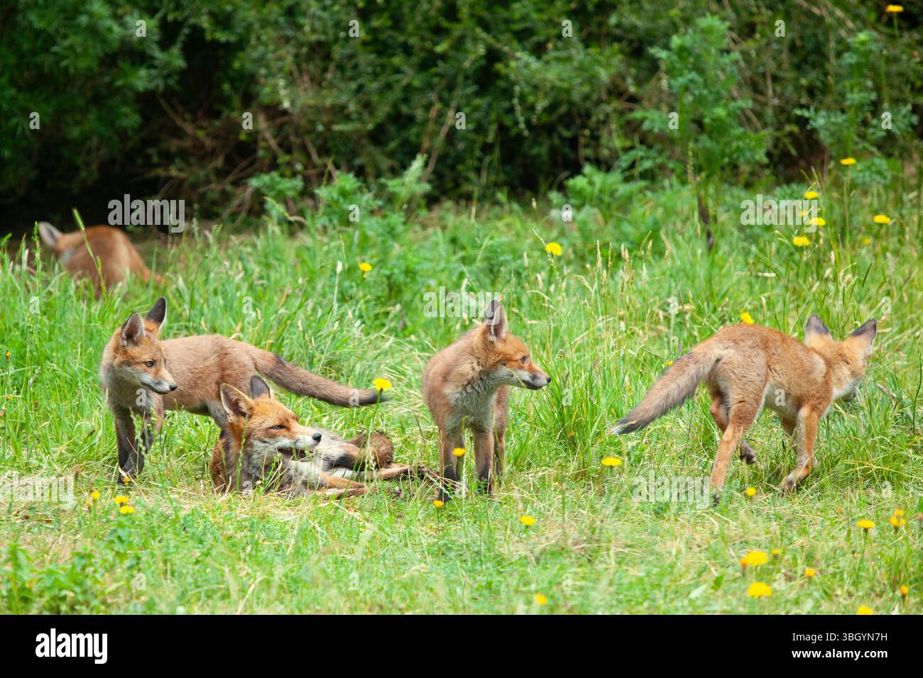 Meteo nel Regno Unito, 6 giugno 2025: Godersi una giornata di sole tra bande di pioggia, una famiglia di cuccioli di volpe si prende gioco di un prato sgombro a Clapham, nel sud di Londra, mentre la madre cerca di riposarsi un po'. Crediti: Anna Watson/Alamy Live News Foto Stock