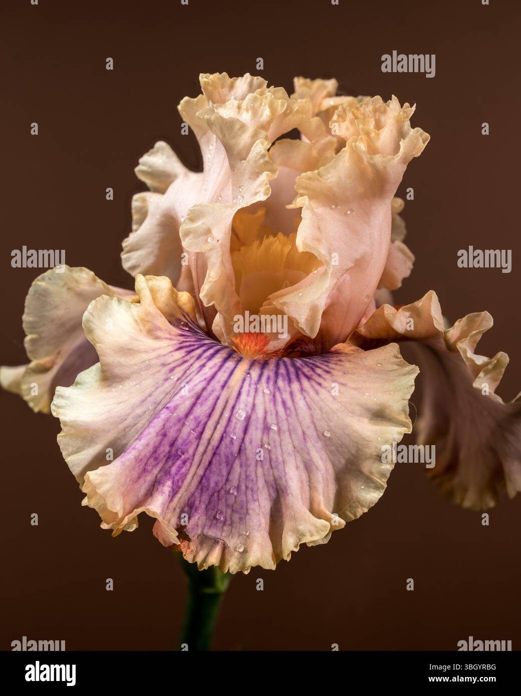 Soffice pesca e Iris in fiore viola con Bud on Brown Foto Stock
