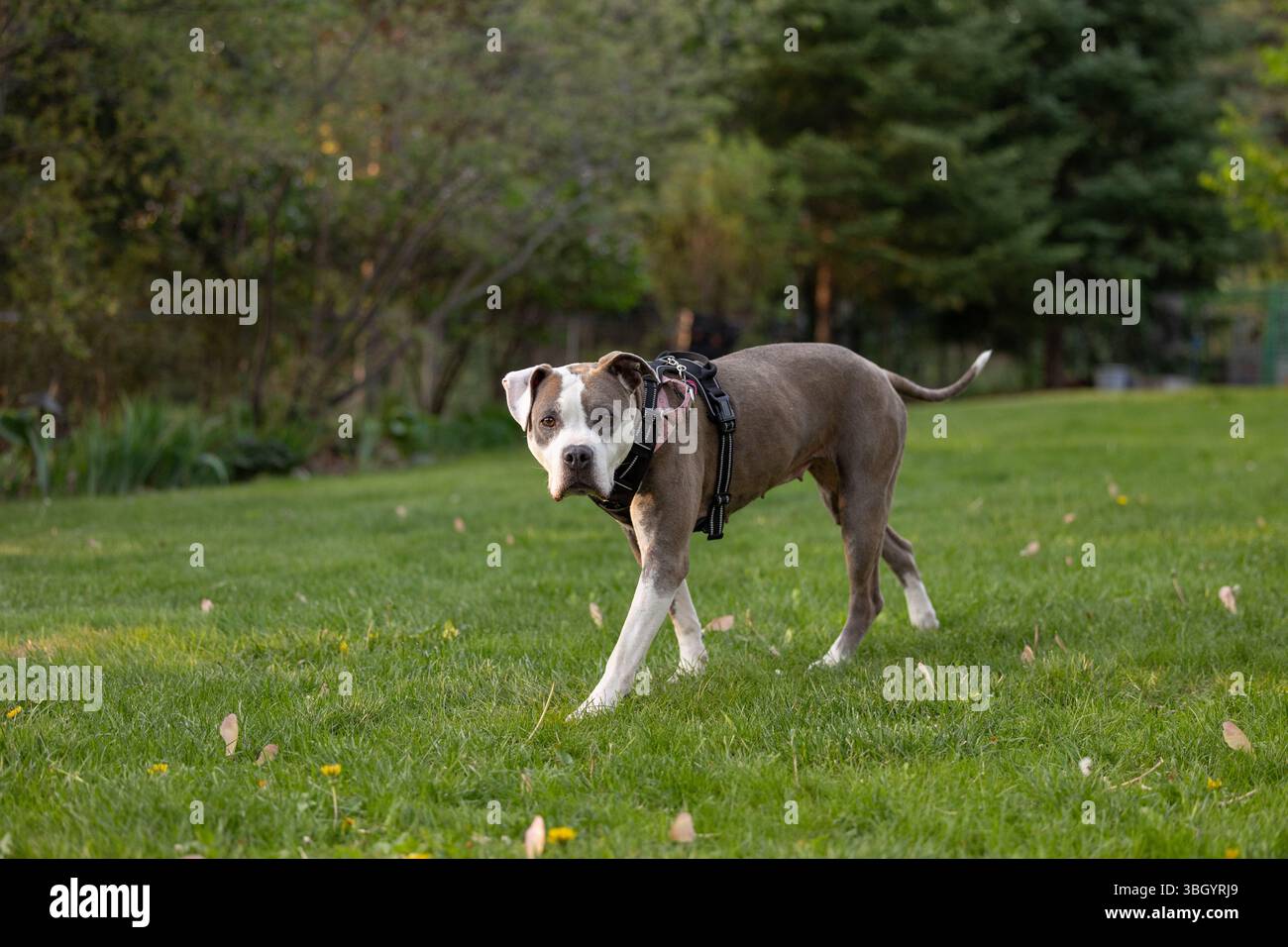 Pit Bull che cammina su un campo erboso con alberi sullo sfondo Foto Stock
