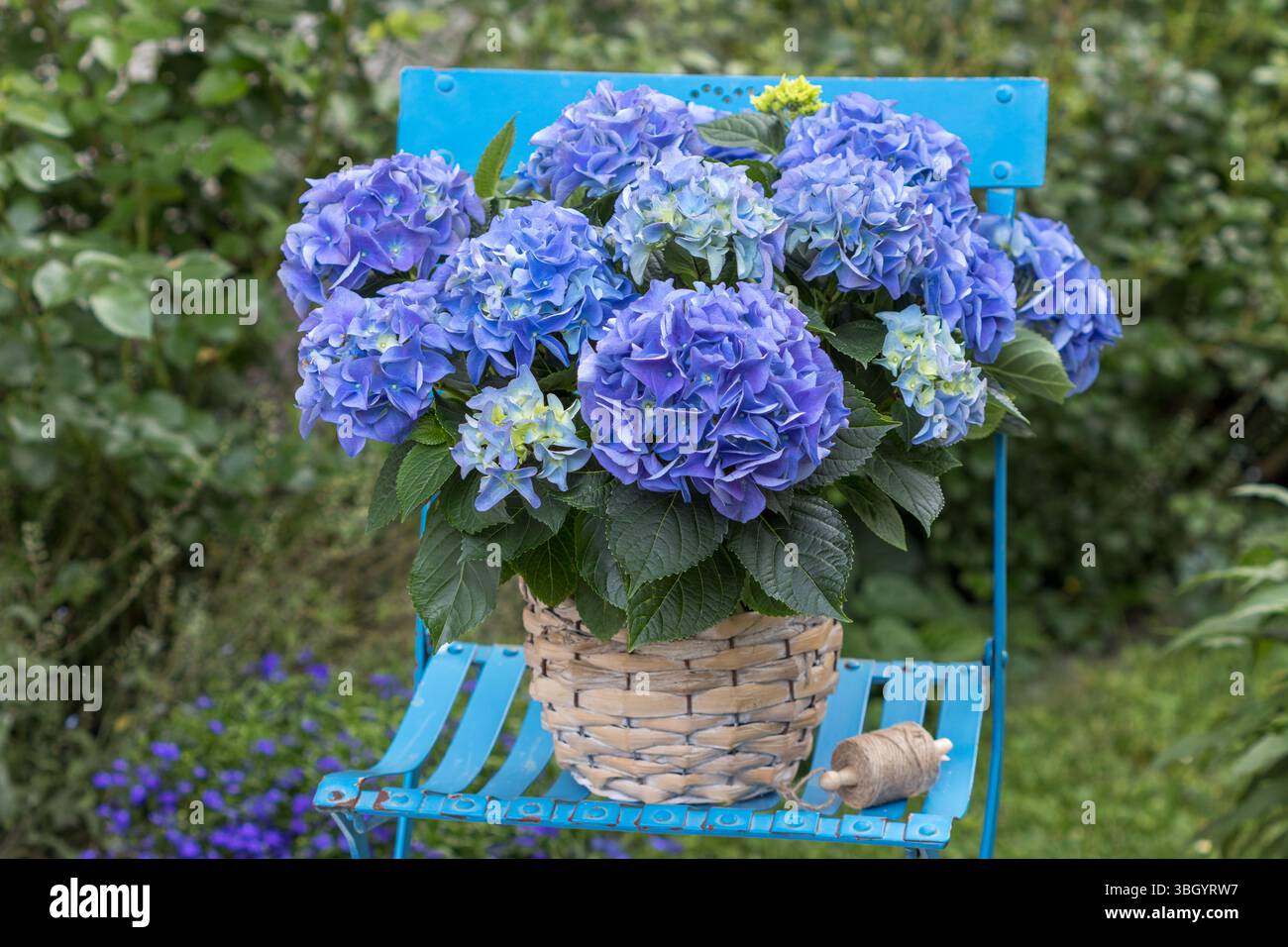 ortensia blu macrophylla in un cesto sulla sedia da giardino Foto Stock