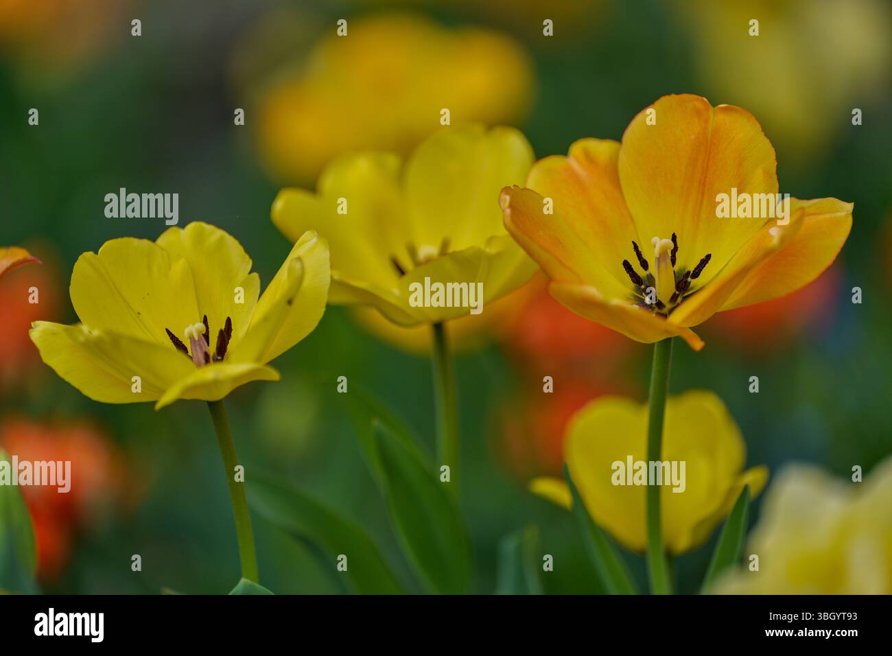 Lussureggianti tulipani primaverili colorati in fioritura fluu Foto Stock