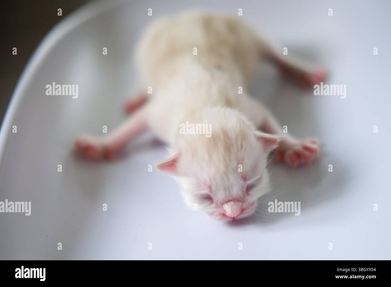 Gattino Ragdoll neonato piccolo Foto Stock