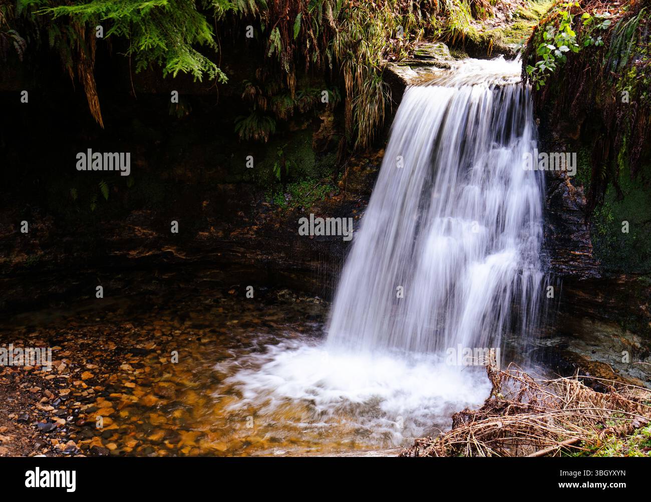 Cascata nel bosco, Falkland, Fife, Scozia Foto Stock