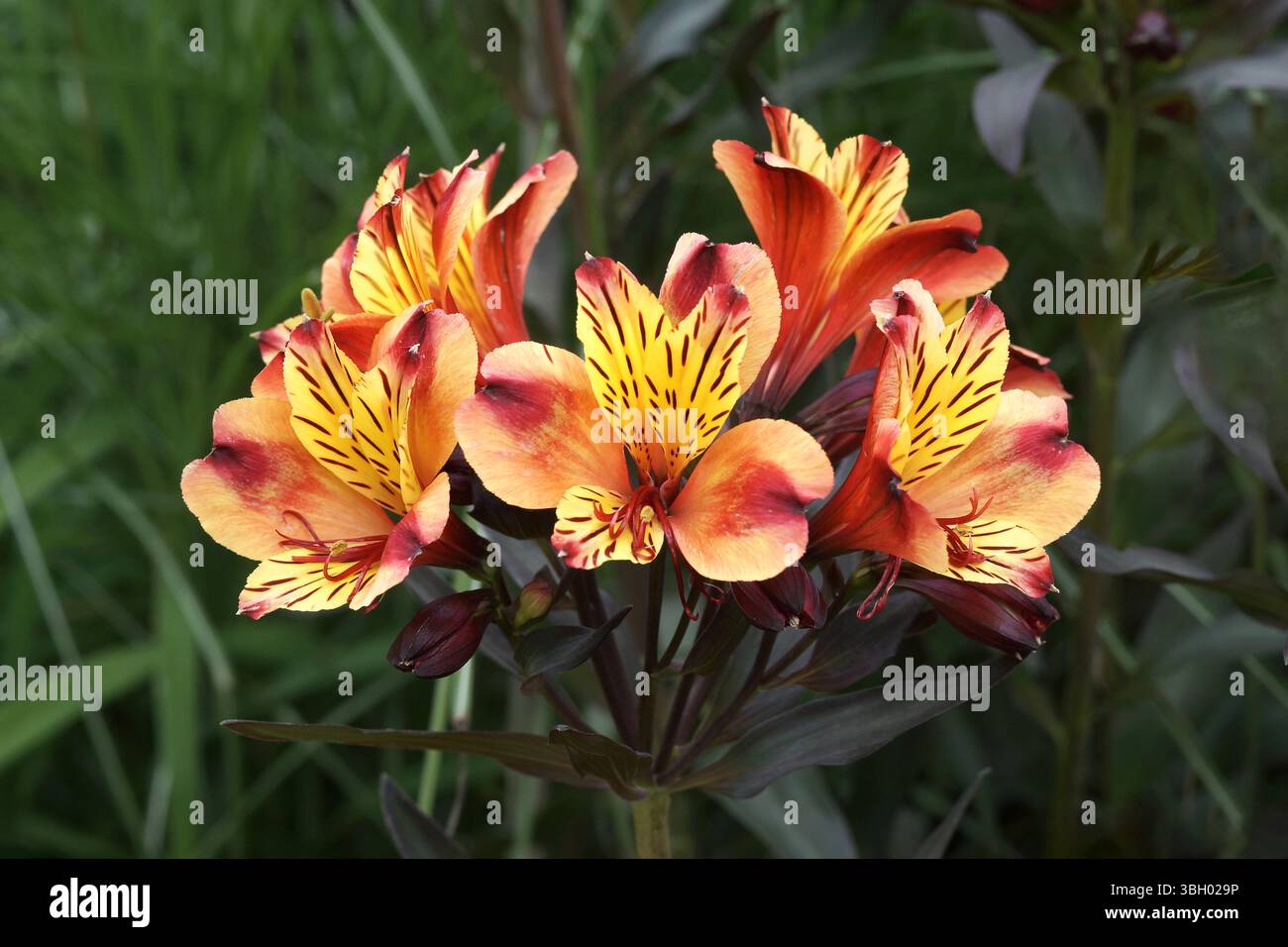 Alstroemeria 'estate indiana' Foto Stock