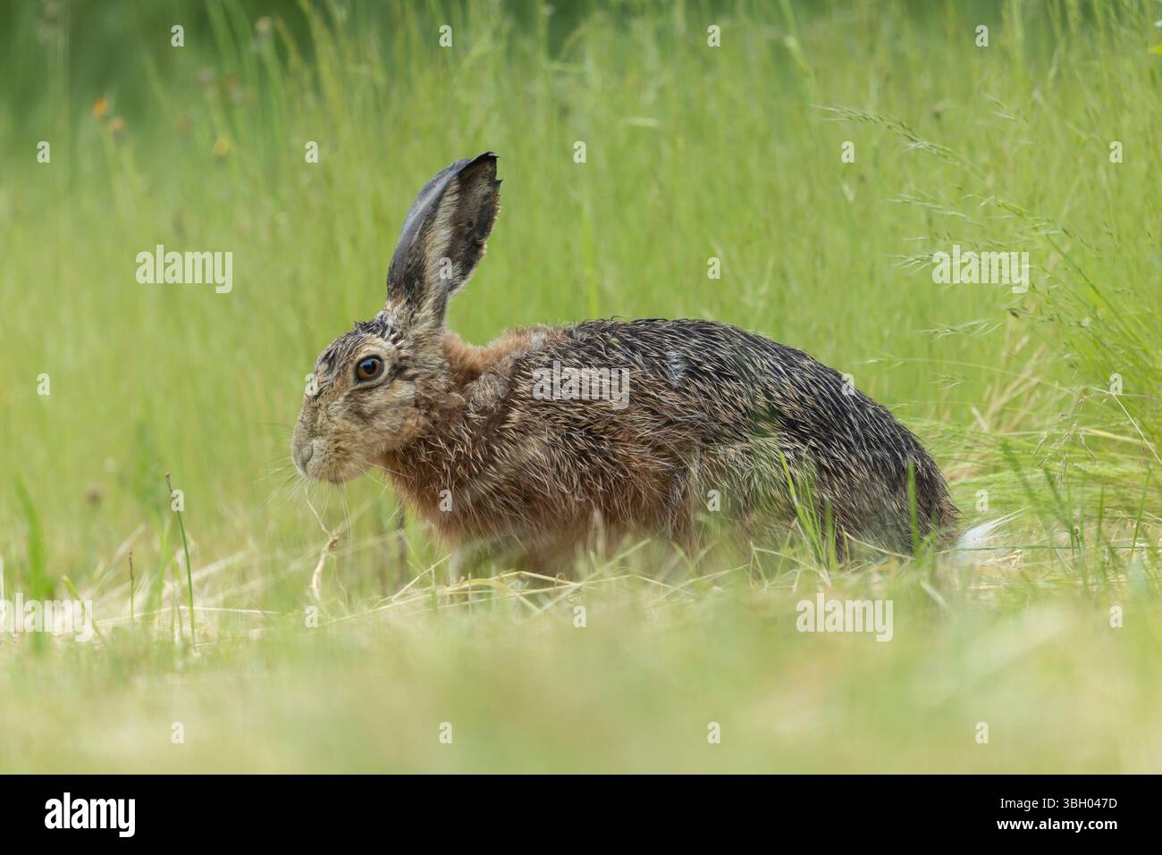 Lepus europeae in un prato Foto Stock