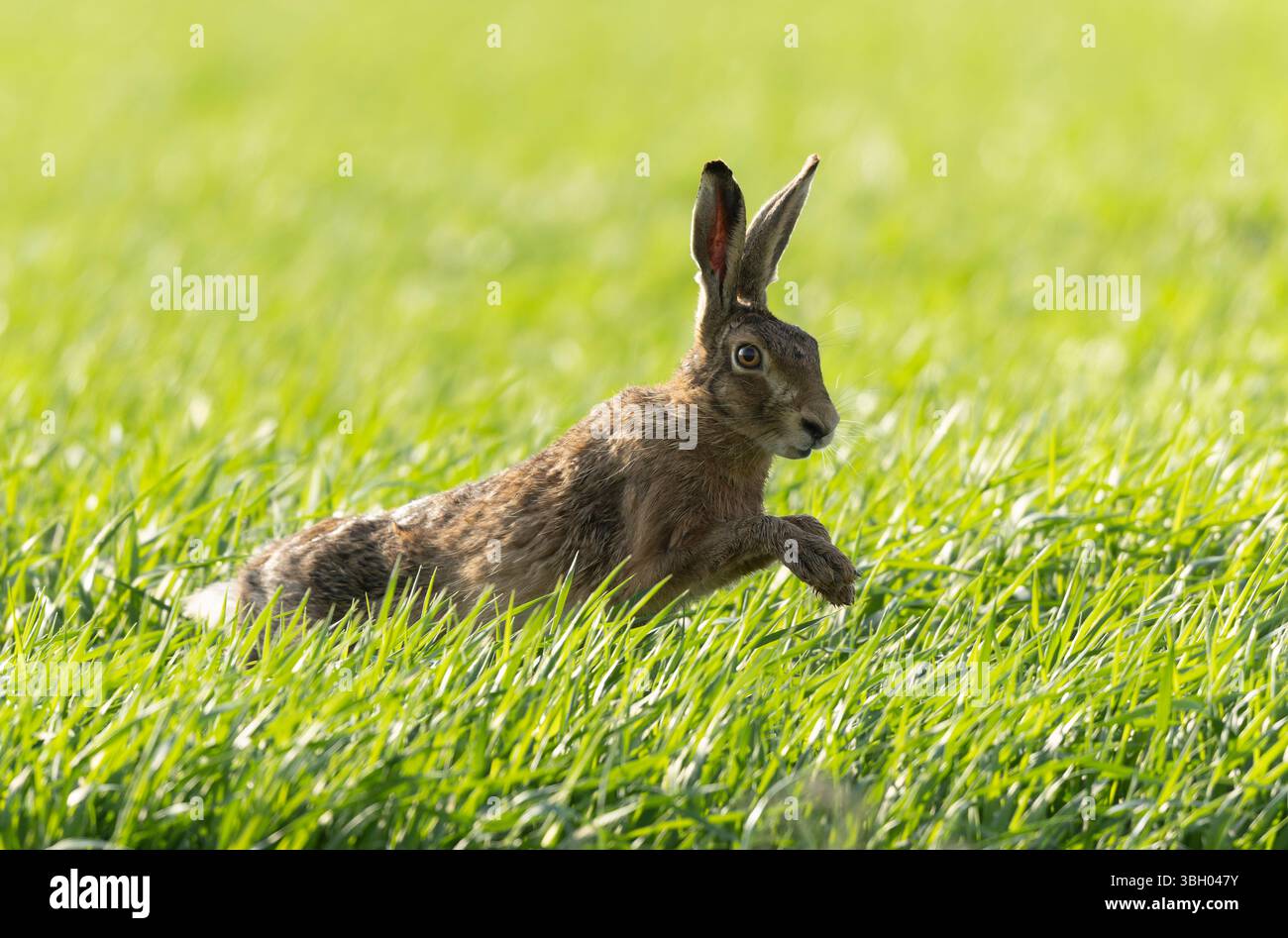 Lepus europeae in un prato Foto Stock